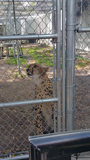 Cheetah Busch Gardens