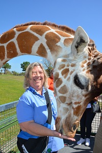 Feeding giraffes on Safari tour Busch Gardens