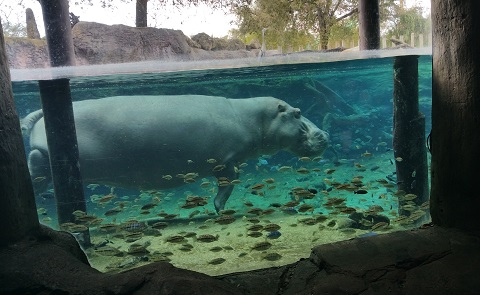 Hippo Busch Gardens