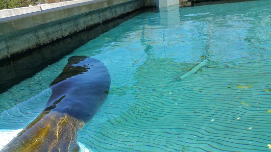 Rescued manatee Sea World