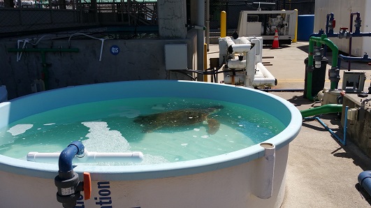 Rescued sea turtle Sea World