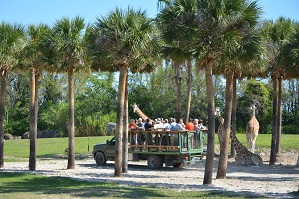 Safari tour Busch Gardens