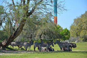 Zebras on Safari Busch Garden