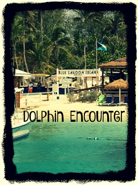 Blue Lagoon Island – Dolphin Encounter