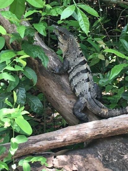 Lizard