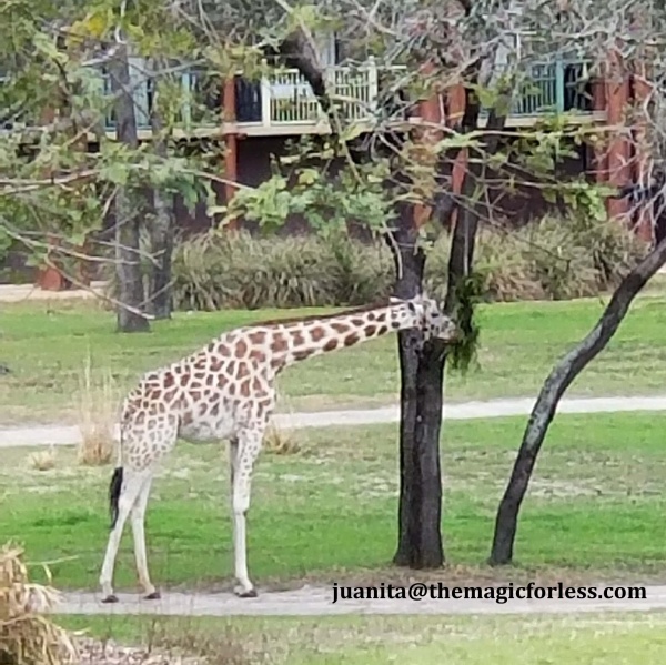 An Amazing Resort Animal Kingdom Lodge