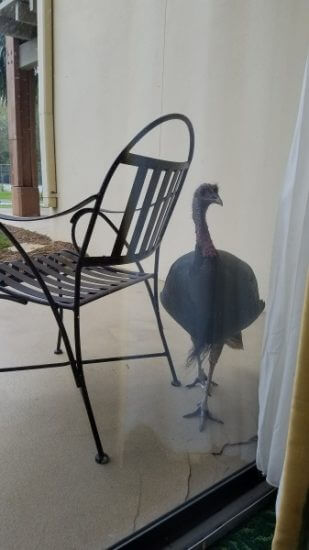 Wild Turkey on the patio