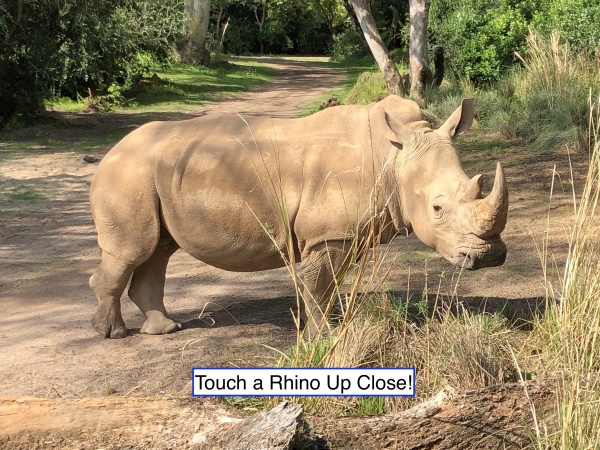 animal kingdom rhino tour