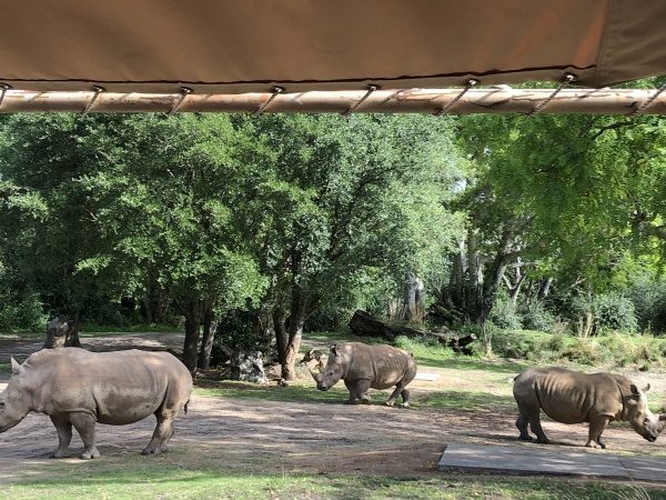 Rhinos on Safari White Rhinos