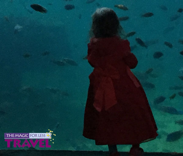 child_looking_at_fish_in_animal_kingdom Child Looking At Fish Exhibit In Animal Kingdom
