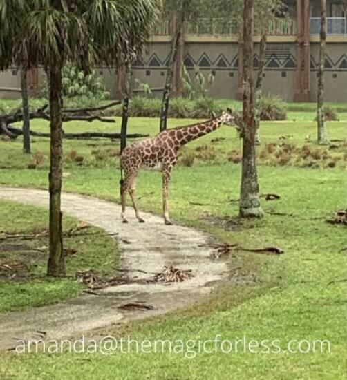 Giraffes eating on the Savanna