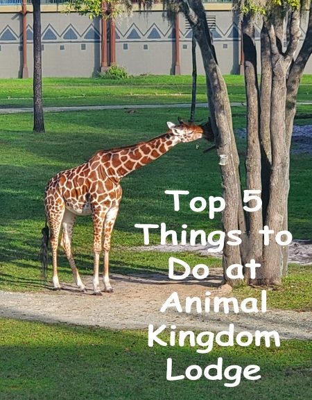 Top 5 Things to Do at Animal Kingdom Lodge!