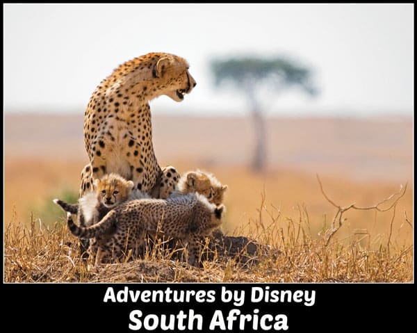 Adventures by Disney South Africa Safari vacation