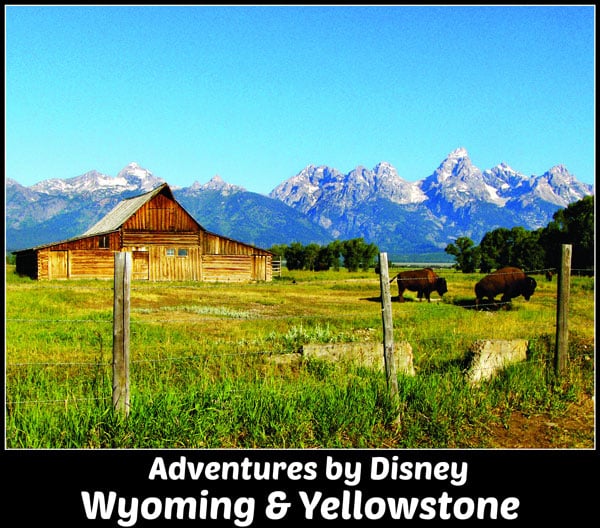 Adventures by disney Wyoming and Yellowstone guided tour