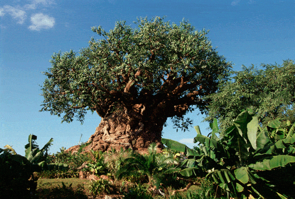 The Tree of Life at Disney's Animal Kingdom