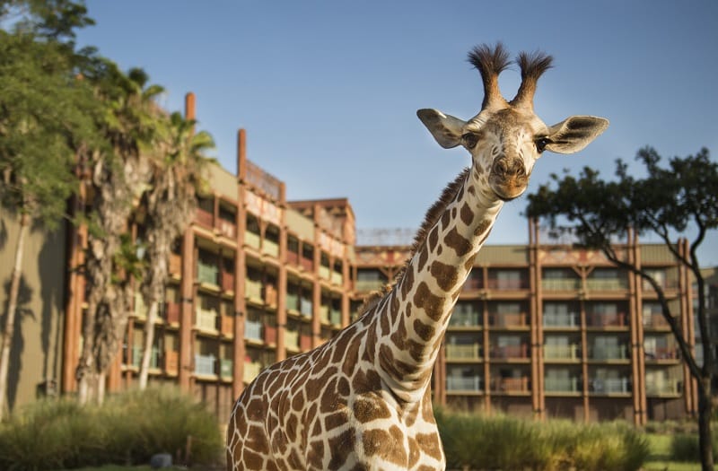 Giraffe at Disney’s Animal Kingdom Lodge