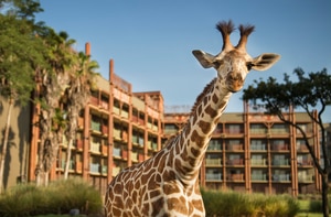 Giraffe at Disney's Animal Kingdom Lodge